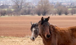 2 лошади стоят в коричневом поле осени близко к одину другого, 2 головы лошади близки вверх стоковые фото 2 лошади стоят в коричневом поле осени близко к одину другого, 2 головы лошади близки вверх стоковые фото