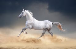 Лошадь Akhal-teke бежать в пустыне стоковые изображения rf Лошадь Akhal-teke бежать в пустыне стоковые изображения rf