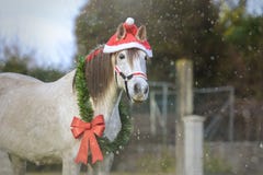 Лошадь белого рождества с Santa& x27; шляпа s стоковое изображение Лошадь белого рождества с Santa& x27; шляпа s стоковое изображение