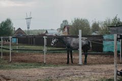 Лошадь на прогулке в paddock лошадь и природа стоковое фото Лошадь на прогулке в paddock лошадь и природа стоковое фото