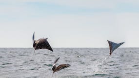 Луч Mobula скача из воды стоковое фото Луч Mobula скача из воды стоковое фото