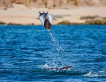 Луч Mobula скачет на заднем плане пляжа Cabo San Lucas Мексика Море Cortez стоковая фотография rf Луч Mobula скачет на заднем плане пляжа Cabo San Lucas Мексика Море Cortez стоковая фотография rf
