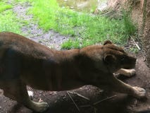 Львица протягиванная вне вдоль стены исследуя ее домена стоковые изображения Львица протягиванная вне вдоль стены исследуя ее домена стоковые изображения