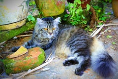 Любимый кот отдыхая мини садом стоковые фотографии rf Любимый кот отдыхая мини садом стоковые фотографии rf
