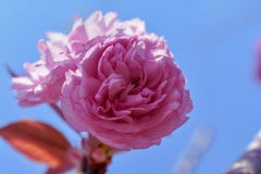 Любовь как красивый цветок которому я не могу касаться, но благоухание которого делает садом место наслаждения как раз эти же стоковая фотография Любовь как красивый цветок которому я не могу касаться, но благоухание которого делает садом место наслаждения как раз эти же стоковая фотография