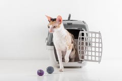 Любознательный корнуольский кот Rex идя из коробки на белой таблице с отражением Белая предпосылка стены Маленькие шарики как игр стоковое изображение Любознательный корнуольский кот Rex идя из коробки на белой таблице с отражением Белая предпосылка стены Маленькие шарики как игр стоковое изображение