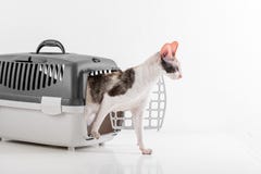 Любознательный корнуольский кот Rex идя из коробки на белой таблице с отражением Белая предпосылка стены стоковые фотографии rf Любознательный корнуольский кот Rex идя из коробки на белой таблице с отражением Белая предпосылка стены стоковые фотографии rf