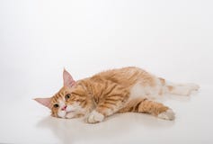 Любознательный кот енота Мейна лежа на белой таблице с отражением Белая предпосылка лениво Стоковые Фотографии RF Любознательный кот енота Мейна лежа на белой таблице с отражением Белая предпосылка лениво Стоковые Фотографии RF