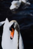 Любознательные белые лебеди плавая на канале реки Alster около здание муниципалитета Гамбурга Стоковые Изображения RF Любознательные белые лебеди плавая на канале реки Alster около здание муниципалитета Гамбурга Стоковые Изображения RF