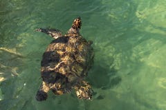 Любознательные заплывы морской черепахи близко к шлюпке стоковое изображение rf Любознательные заплывы морской черепахи близко к шлюпке стоковое изображение rf