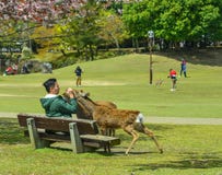 Люди кормят священные оленей в парке Nara стоковые фото Люди кормят священные оленей в парке Nara стоковые фото