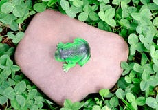 Лягушка игрушки стоковые фотографии rf Лягушка игрушки стоковые фотографии rf