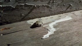 Лягушка на выдержанных деревянных шагах стоковые изображения Лягушка на выдержанных деревянных шагах стоковые изображения