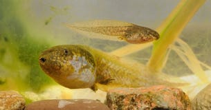 Лягушка общее fuscus Spadefoot - Pelobates Стоковые Фото Лягушка общее fuscus Spadefoot - Pelobates Стоковые Фото