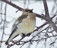 Малая птица, богемский Waxwing, окуни среди ветвей неурожайного дерева на снежный день стоковые изображения Малая птица, богемский Waxwing, окуни среди ветвей неурожайного дерева на снежный день стоковые изображения