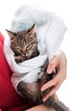 Маленький котенок после ливня в руках девушки на белом backgr стоковое фото rf Маленький котенок после ливня в руках девушки на белом backgr стоковое фото rf