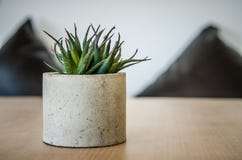 Малый кактус в баке на таблице для домашних украшений стоковые фото Малый кактус в баке на таблице для домашних украшений стоковые фото