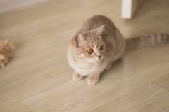 Мадам Кокос стоковое изображение Мадам Кокос стоковое изображение
