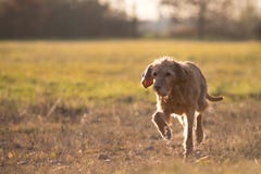 Мадьяр Vizsla лежит в зеленом поле и funnyking loods upwar стоковые фото Мадьяр Vizsla лежит в зеленом поле и funnyking loods upwar стоковые фото