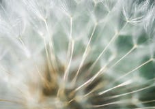 Макрос blowball одуванчика мягкий абстрактный стоковые фото Макрос blowball одуванчика мягкий абстрактный стоковые фото