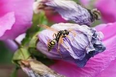 Макрос флористического кавказского nimpha Polistes оси усаженного на fadin стоковое изображение rf Макрос флористического кавказского nimpha Polistes оси усаженного на fadin стоковое изображение rf