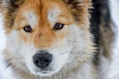 Маламут довольно большой аборигенный тип собака, конструированная для работы в команде, одной из самых старых пород собак стоковая фотография rf Маламут довольно большой аборигенный тип собака, конструированная для работы в команде, одной из самых старых пород собак стоковая фотография rf