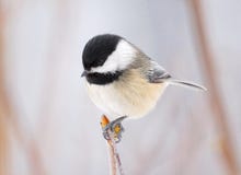 Малая птица вызвала Chickadee покрытый чернотой садилась на насест ветвь в зиме стоковое фото rf Малая птица вызвала Chickadee покрытый чернотой садилась на насест ветвь в зиме стоковое фото rf
