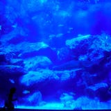 Маленькая девочка смотрит акулу в красивом голубом аквариуме стоковая фотография Маленькая девочка смотрит акулу в красивом голубом аквариуме стоковая фотография