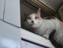 Маленький желтый черный белый кот стоковые фотографии rf Маленький желтый черный белый кот стоковые фотографии rf
