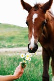 Маленький осленок залива обнюхивает букет маргариток который держится женской рукой стоковые изображения Маленький осленок залива обнюхивает букет маргариток который держится женской рукой стоковые изображения