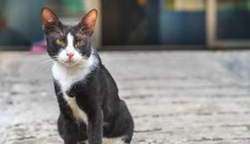 Маленький черный кот при белый кот помех метки воротника сидя на жулике стоковое фото rf Маленький черный кот при белый кот помех метки воротника сидя на жулике стоковое фото rf