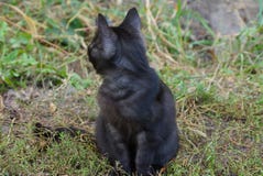Маленький черный котенок сидя на улице в зеленой траве стоковое фото Маленький черный котенок сидя на улице в зеленой траве стоковое фото