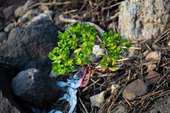 Маленькое дерево принесенное на утесе стоковое изображение Маленькое дерево принесенное на утесе стоковое изображение