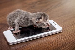 Малый newborn слепой котенок около сотового телефона Вызывать маму клеткой стоковое изображение rf Малый newborn слепой котенок около сотового телефона Вызывать маму клеткой стоковое изображение rf