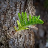 Малый молодой sprig сосны растет от толстого старого хобота как символ рождения нового в противном случае запомненного поколения стоковая фотография Малый молодой sprig сосны растет от толстого старого хобота как символ рождения нового в противном случае запомненного поколения стоковая фотография