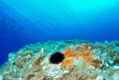 Мальчишка моря в голубом море, среднеземноморском Крышка de Creus стоковые изображения Мальчишка моря в голубом море, среднеземноморском Крышка de Creus стоковые изображения