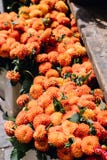 Мамы для продажи на рынке стоковые изображения Мамы для продажи на рынке стоковые изображения