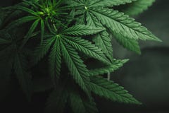 Марихуана выходит, конопля на темную предпосылку Марихуана выходит, конопля на темную предпосылку