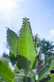 Мать тысяч, завод мексиканской шляпы, завод люстры, Kalanchoe, лист с крошечным pinnata kalanchoe plantlets стоковые фото Мать тысяч, завод мексиканской шляпы, завод люстры, Kalanchoe, лист с крошечным pinnata kalanchoe plantlets стоковые фото
