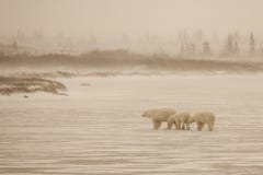 Мглистая, зимняя сцена: Полярный медведь и Cubs пересекая, который замерли озеро стоковое фото Мглистая, зимняя сцена: Полярный медведь и Cubs пересекая, который замерли озеро стоковое фото