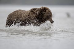 Медведь Grizzley фуражируя для еды стоковые изображения Медведь Grizzley фуражируя для еды стоковые изображения