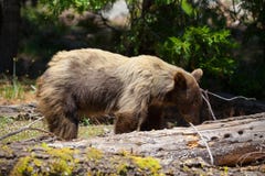 Медведь Калифорнии черный в секвойе NP, США стоковые фото Медведь Калифорнии черный в секвойе NP, США стоковые фото