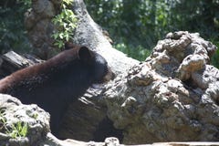 Медведь Луизианы черный стоковые фотографии rf Медведь Луизианы черный стоковые фотографии rf