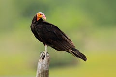 Меньший Желт-головый хищник, burrovianus Cathartes, Pantanal, Бразилия Хищник с покрашенный пинк и голубое, лысая голова Почернит стоковое изображение rf Меньший Желт-головый хищник, burrovianus Cathartes, Pantanal, Бразилия Хищник с покрашенный пинк и голубое, лысая голова Почернит стоковое изображение rf