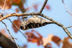 Меньший запятнанный woodpecker отделывая тухлую ветвь против голубого неба стоковое фото Меньший запятнанный woodpecker отделывая тухлую ветвь против голубого неба стоковое фото