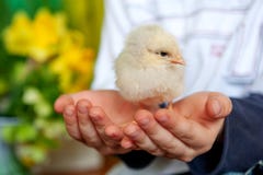 Меньший цыпленок на руках детей, мальчике и птице, лучших другах, концепции пасхи стоковые изображения Меньший цыпленок на руках детей, мальчике и птице, лучших другах, концепции пасхи стоковые изображения