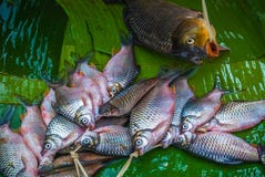 Местные рыбы показанные на банане листают на уличном рынке Luang Prabang стоковые изображения Местные рыбы показанные на банане листают на уличном рынке Luang Prabang стоковые изображения