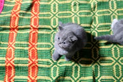 Милая сторона, заново принесенный котенок стоковое фото Милая сторона, заново принесенный котенок стоковое фото
