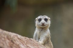 милое meerkat стоковая фотография милое meerkat стоковая фотография