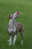 Милые капельки воды Pitbull заразительные с языком стоковые изображения Милые капельки воды Pitbull заразительные с языком стоковые изображения